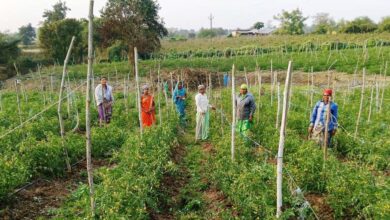 बिहान योजना से आत्मनिर्भर बनीं द्रौपती बांधे बनी लखपति दीदी: प्रतिमाह कमा रहीं 50 हजार रूपए…. बिहान योजना से आत्मनिर्भर बनीं द्रौपती बांधे बनी लखपति दीदी: प्रतिमाह कमा रहीं 50 हजार रूपए….