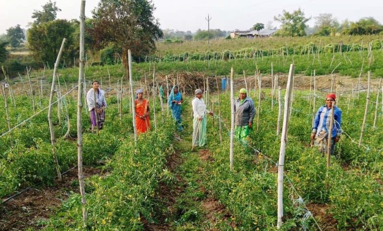 बिहान योजना से आत्मनिर्भर बनीं द्रौपती बांधे बनी लखपति दीदी: प्रतिमाह कमा रहीं 50 हजार रूपए….
