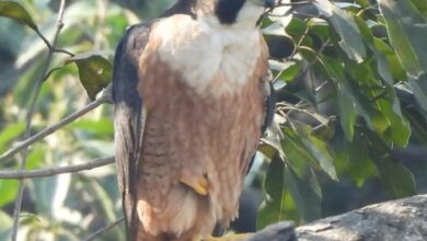 उदंती-सीतानदी में दिखा दुनिया का सबसे तेज़ उड़ने वाला पक्षी पेरेग्रीन फाल्कन…..