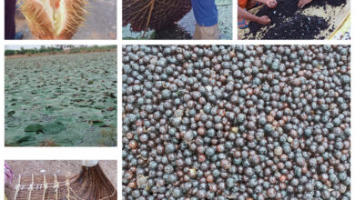 छत्तीसगढ़ में मखाना उत्पादन को प्रोत्साहन: योजना का तेजी के साथ हो रहा है क्रियान्वयन, धमतरी, बालोद, महासमुंद और गरियाबंद जिलों में शुरू हुई मखाना विकास योजना, 178 लाख की राशि स्वीकृत…..