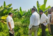 खाद्य तेल में आत्मनिर्भरता की ओर छत्तीसगढ़ : राज्य में 10,796 हेक्टेयर क्षेत्रों में ऑयल पाम की खेती….