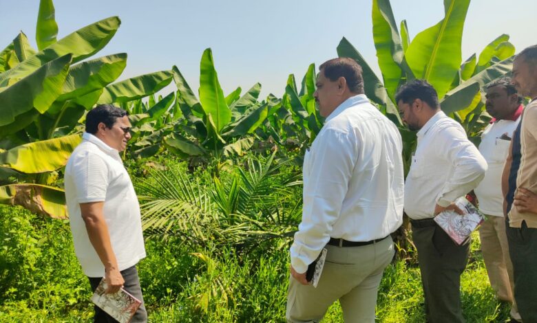 खाद्य तेल में आत्मनिर्भरता की ओर छत्तीसगढ़ : राज्य में 10,796 हेक्टेयर क्षेत्रों में ऑयल पाम की खेती….