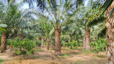 एक एकड़ में सवा लाख रुपए का मुनाफा देने वाला पाम ऑयल की खेती, किसान मुकेश कमा रहे हैं एक पेड़ से 3 हजार रुपए वार्षिक आय….