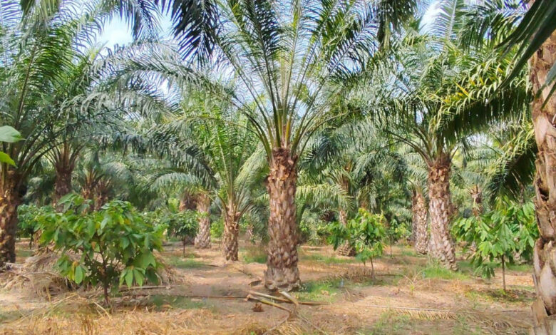 एक एकड़ में सवा लाख रुपए का मुनाफा देने वाला पाम ऑयल की खेती, किसान मुकेश कमा रहे हैं एक पेड़ से 3 हजार रुपए वार्षिक आय….