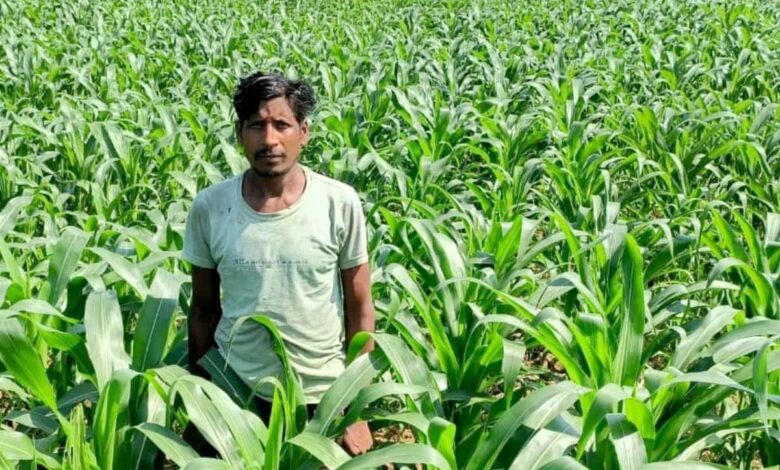 धान के बजाय मक्का से बढ़ा मुनाफा : किसान मालती मोहन बने उन्नत खेती की मिसाल…..