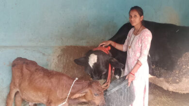 मेडिकल लैब से माटी तक, आरती ने पशुधन से लिखी सफलता की नई कहानी, अच्छी नौकरी छोड़ गांव में रचा आत्मनिर्भरता का मॉडल….