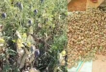 बलरामपुर में 2 एकड़ से अधिक भूमि में अफीम की अवैध खेती पर प्रशासन-पुलिस की संयुक्त कार्रवाई….