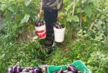 बिहान से बदली ममता की जिंदगी, सब्जी की खेती से ममता बनी आत्मनिर्भर….