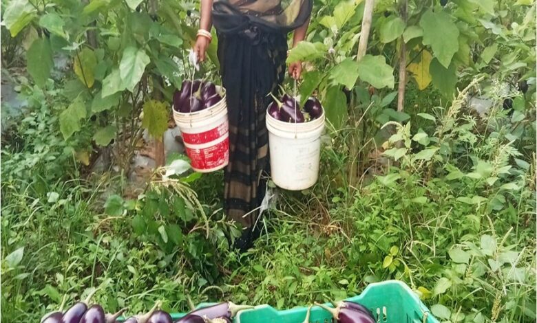 बिहान से बदली ममता की जिंदगी, सब्जी की खेती से ममता बनी आत्मनिर्भर….