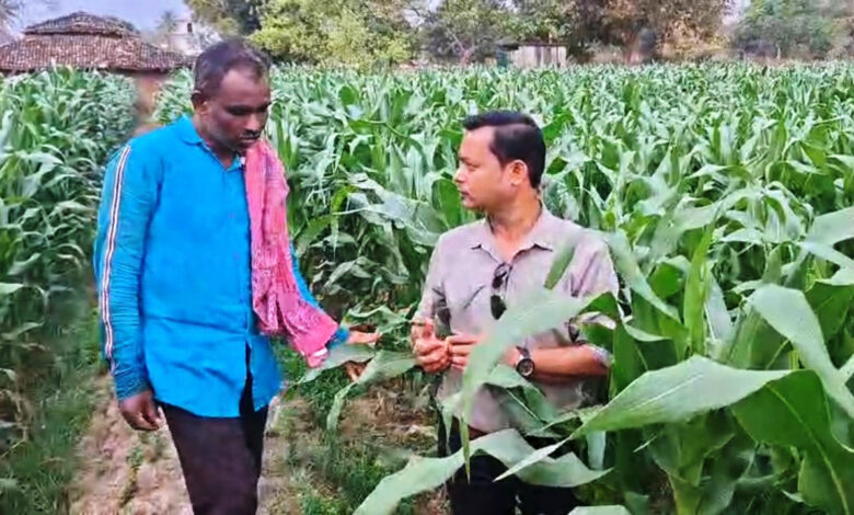 धान से मक्का की ओर बढ़ते कदम :फसलचक्र परिवर्तन से धमतरी के किसानों की बढ़ी आय, जल संरक्षण को मिली नई दिशा….