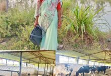 मछली पालन से बदली लक्ष्मी की जिंदगी, सढ़ौली की लक्ष्मी ठाकुर बनी आर्थिक सशक्तिकरण की मिसाल….