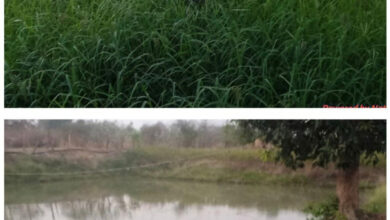 डबरी, मछली पालन और बहुफसली खेती से बदली तकदीर—सगनू बने गांव के प्रेरणास्रोत