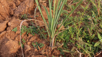 लेमनग्रास -किसानों के लिए कम पानी में ज्यादा कमाई का साधन, ‘अब्दुल कलाम’ किस्म बनी उम्मीद की नई किरण….