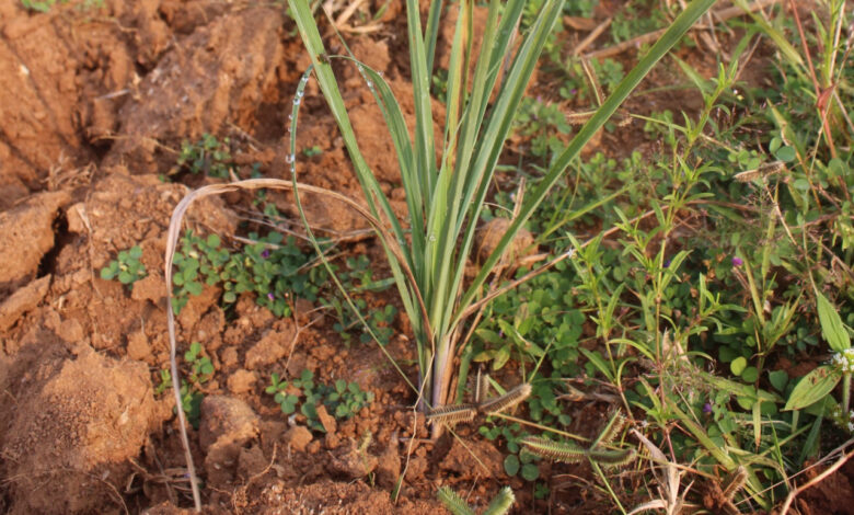 लेमनग्रास -किसानों के लिए कम पानी में ज्यादा कमाई का साधन, ‘अब्दुल कलाम’ किस्म बनी उम्मीद की नई किरण….