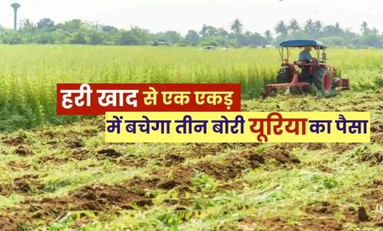 हरी खाद- खेती में बढ़ेगा उत्पादन, मिट्टी की सेहत होगी बेहतर….