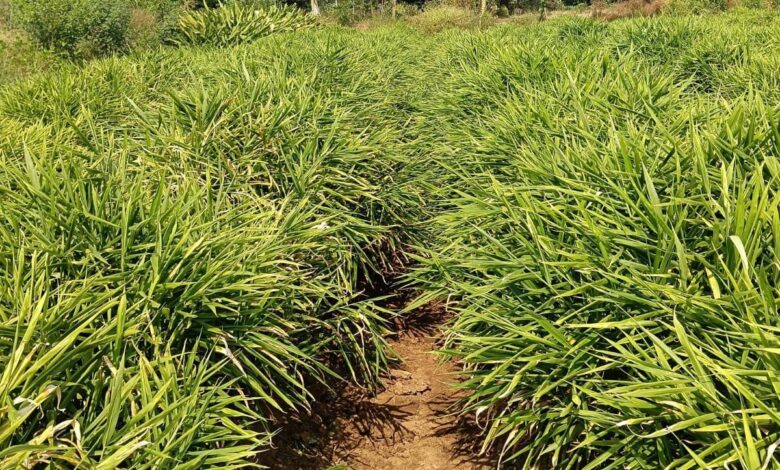 एक जिला एक उत्पाद योजना से बदली तस्वीर…..