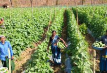 खीरा की खेती ने बदली सुभद्रा की जिंदगी, बिहान योजना से बनी लखपति दीदी…..