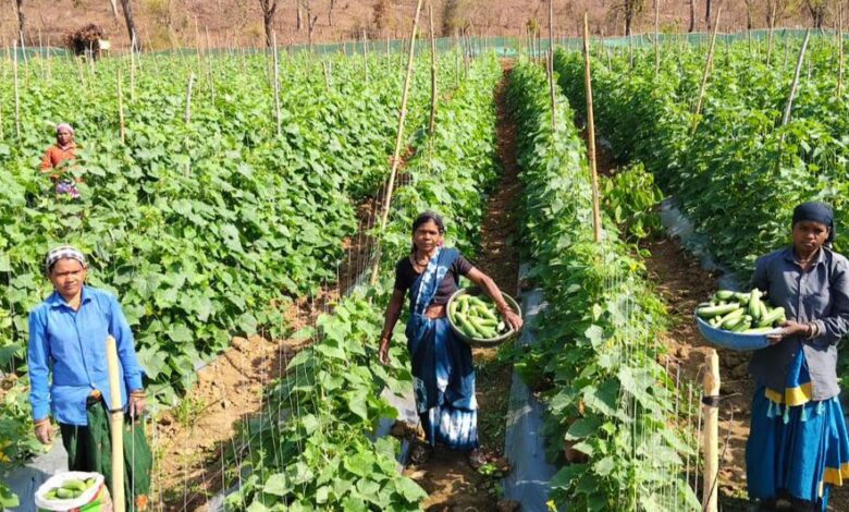 खीरा की खेती ने बदली सुभद्रा की जिंदगी, बिहान योजना से बनी लखपति दीदी….. खीरा की खेती ने बदली सुभद्रा की जिंदगी, बिहान योजना से बनी लखपति दीदी…..