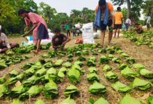 सुकमा में तेंदूपत्ता संग्रहण तेज़ी से जारी, 35 हजार से अधिक बोरे का हुआ संग्रहण….