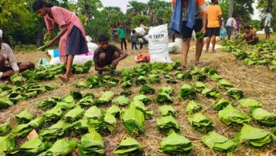 सुकमा में तेंदूपत्ता संग्रहण तेज़ी से जारी, 35 हजार से अधिक बोरे का हुआ संग्रहण….