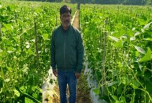 उद्यानिकी की आधुनिक तकनीकों से किसान महेश कश्यप की बदली तकदीर….