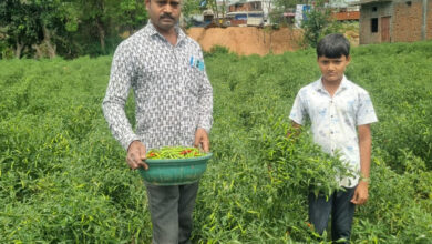 बिना केमिकल, बंपर मुनाफाः डोलनारायण की जैविक मिर्च ने बाजार में मचाई धूम…..