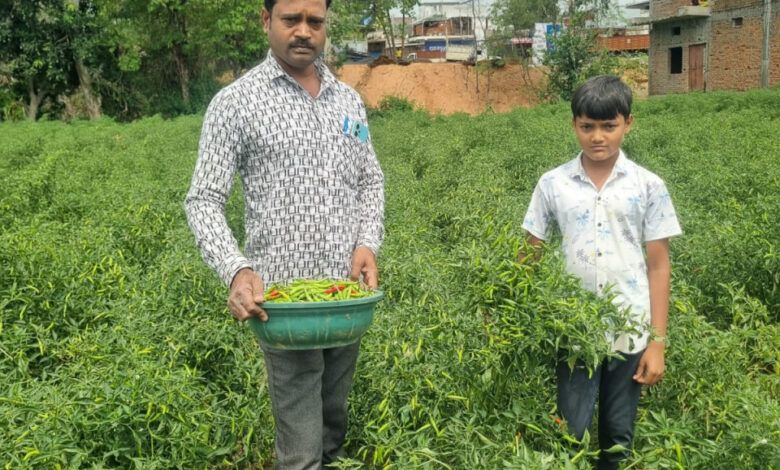 बिना केमिकल, बंपर मुनाफाः डोलनारायण की जैविक मिर्च ने बाजार में मचाई धूम…..