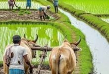 प्रदेश में मानसून के दस्तक के साथ ही खेती-किसानी में तेजी, राज्य में 6.25 लाख हेक्टेयर क्षेत्र में लक्ष्य का 13 प्रतिशत बोनी पूर्ण…
