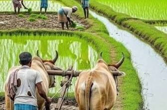 प्रदेश में मानसून के दस्तक के साथ ही खेती-किसानी में तेजी, राज्य में 6.25 लाख हेक्टेयर क्षेत्र में लक्ष्य का 13 प्रतिशत बोनी पूर्ण…